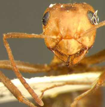 Media type: image;   Entomology 21729 Aspect: head frontal view